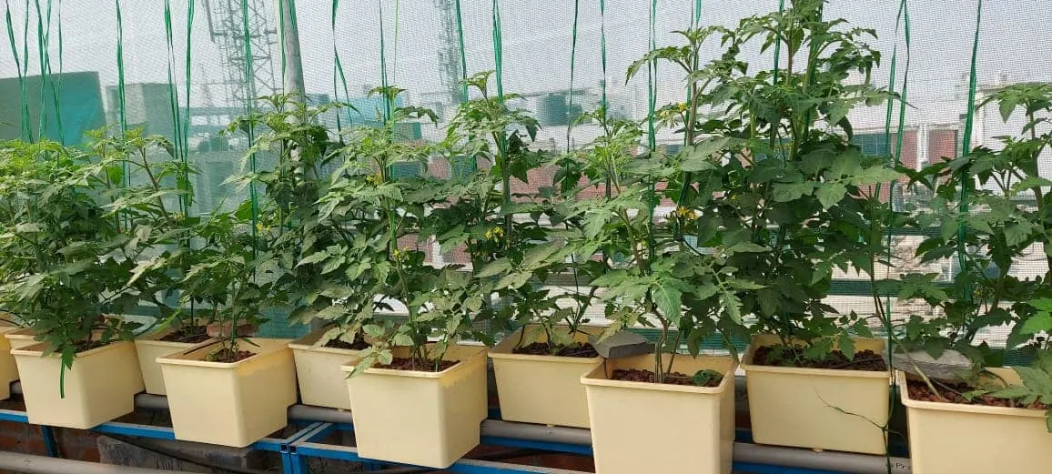 Nft Dutch Bucket Hydroponic Greenhouse Systems