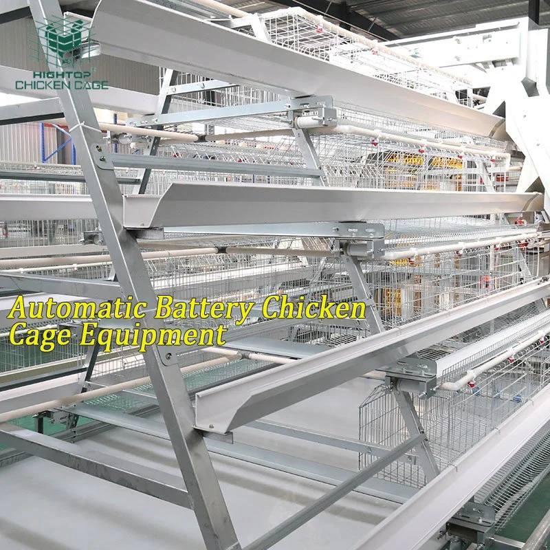 A Type Automatic Layer Poultry Chicken Cage Manure Belt Jaula PARA Pollos