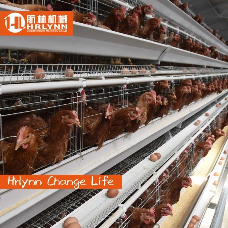 Chicken Cage Egg Layer Chicken Cage Poultry Farm A Type Cages