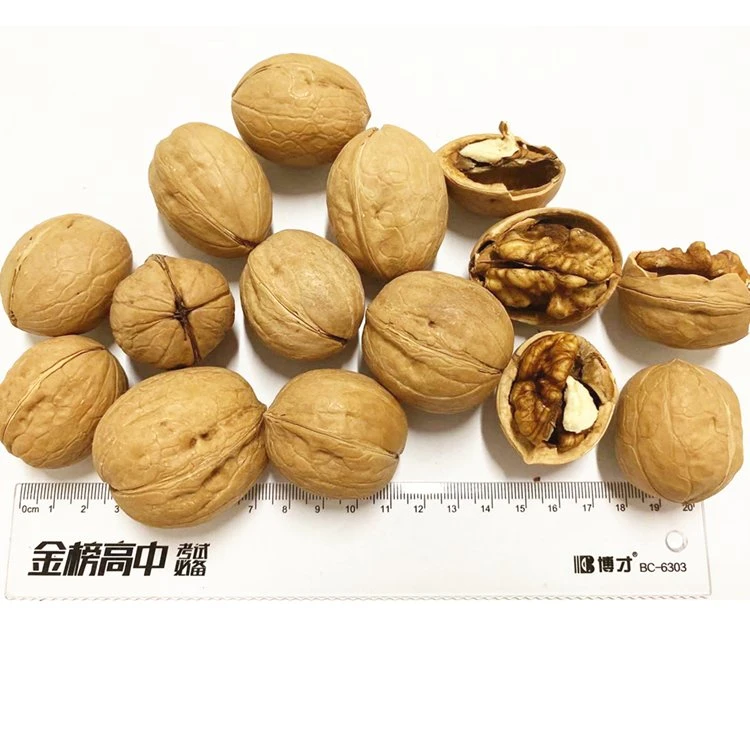 Wholesale Bulk China Walnut in Shell 2022 New Crop