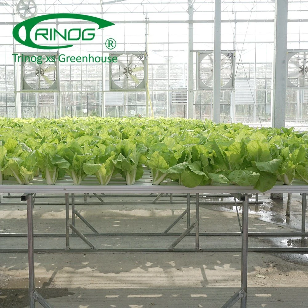 Economical Agricultural Cultivation Hydroponics System Film Multi-span Greenhouse for Vegetable