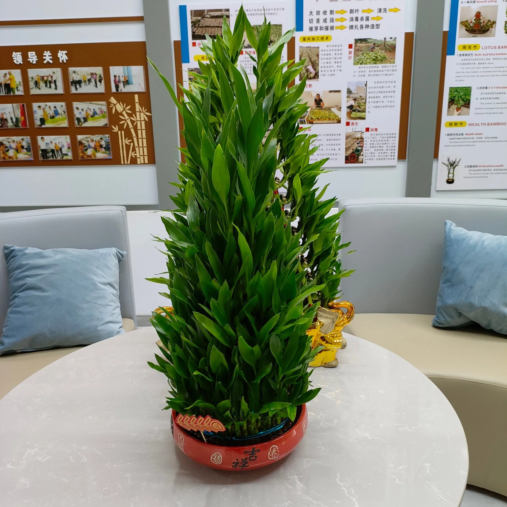 Acuerdo de la planta de bambú de árbol de la suerte de torre de planta de vivero de bambú para decoración Hpme