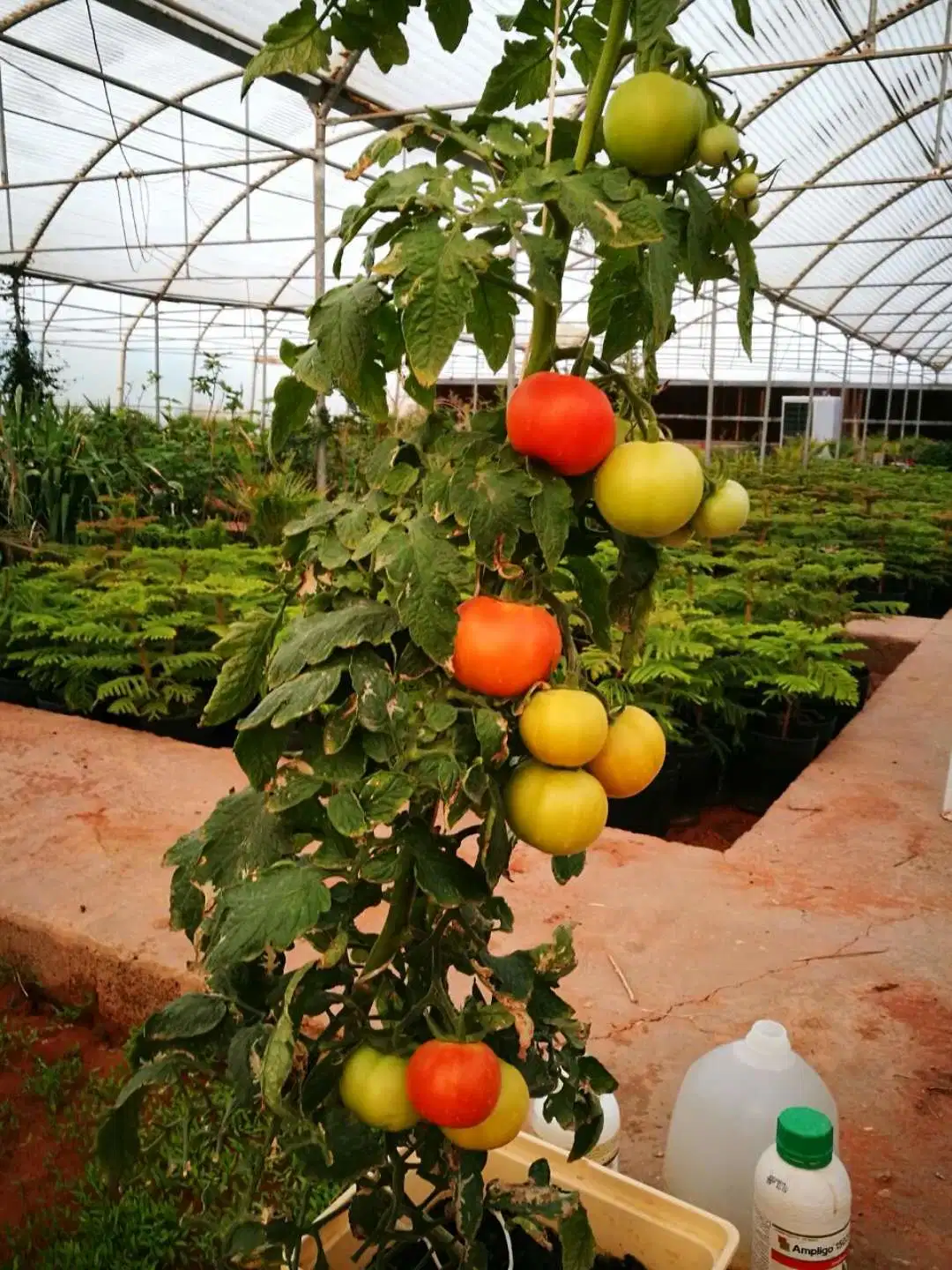 L'agriculture La culture des légumes de serre avec benne de culture hydroponique de Néerlandais