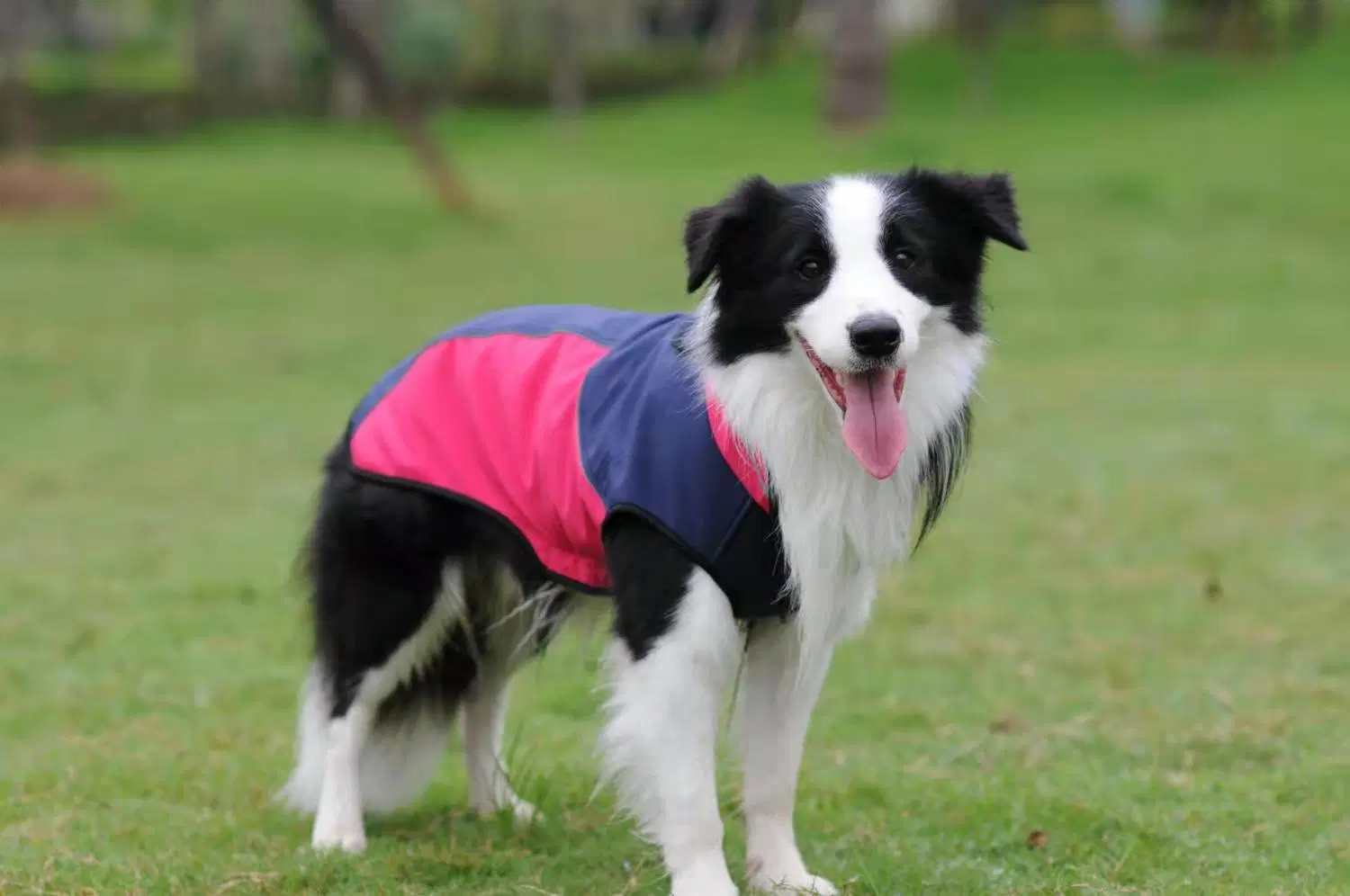 Coût de fabrication de vêtements personnalisés animal de compagnie portant des vêtements veste Softshell chien