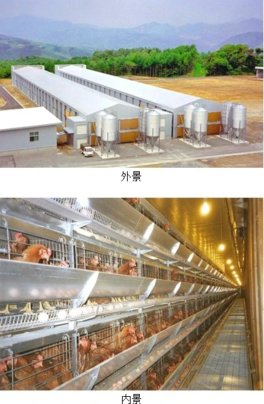 Poultry House with Full Set Chicken Farm Equipment