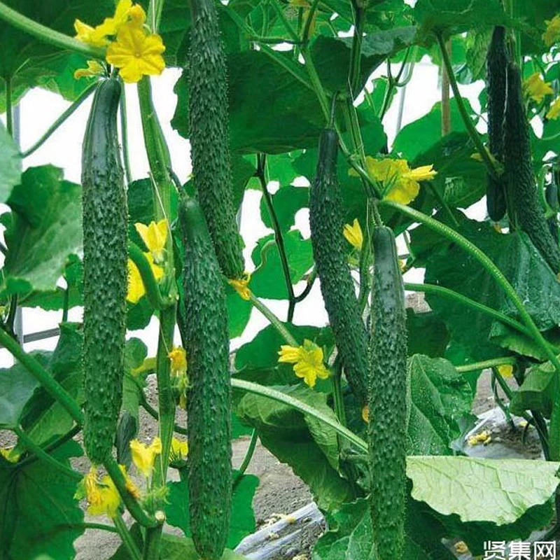 Venlo Tunnel Film/Glass/PC Board Greenhouse with Green Plant/Ventilation Fan/Boiler/Seedbed for Cucumber Cherry