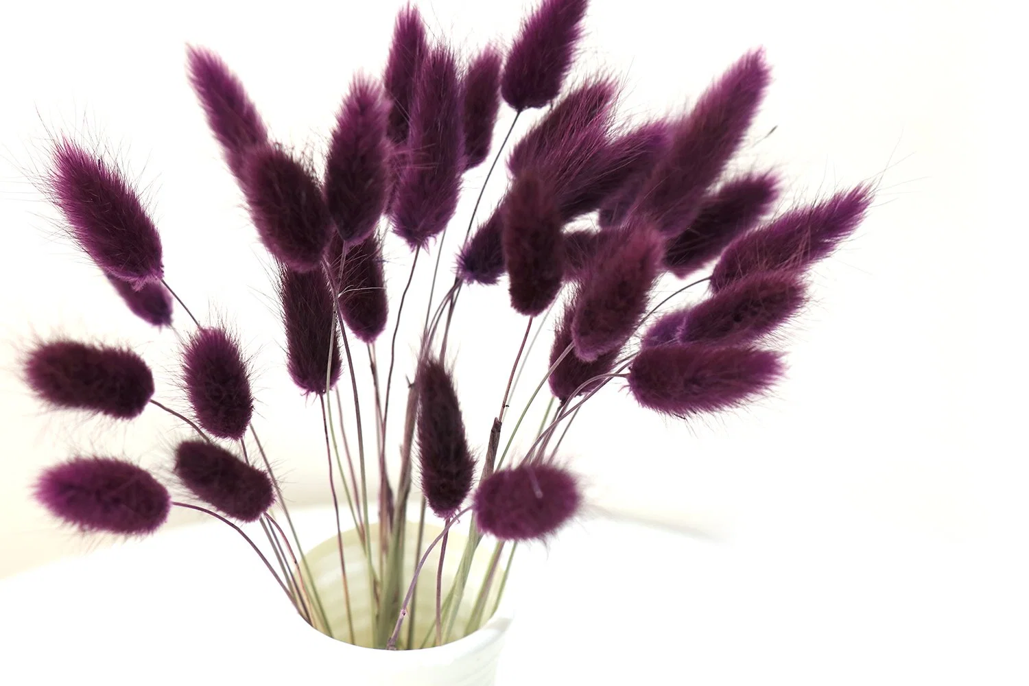 Wholesale/Supplier Dried Flowers and Plants Bunny Tails Decorations for Home