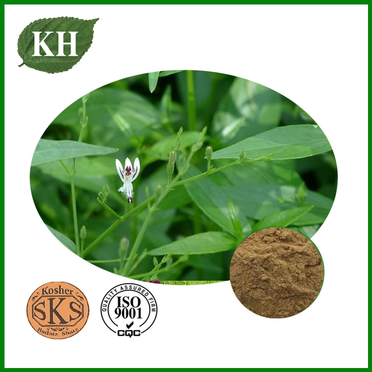 Andrographis Paniculata Extract Andrographolide 1%~98%