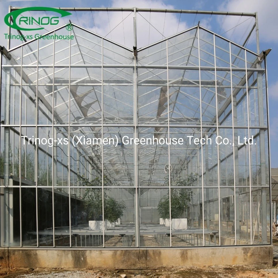 Commercial farm turnkey project glass green house for cherry tomato