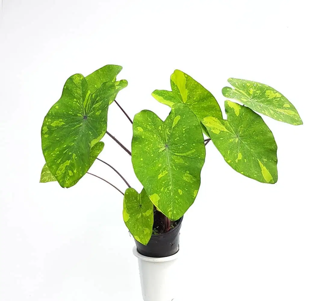 Whole Natural Plants Colocasia Electric Lime Gecko