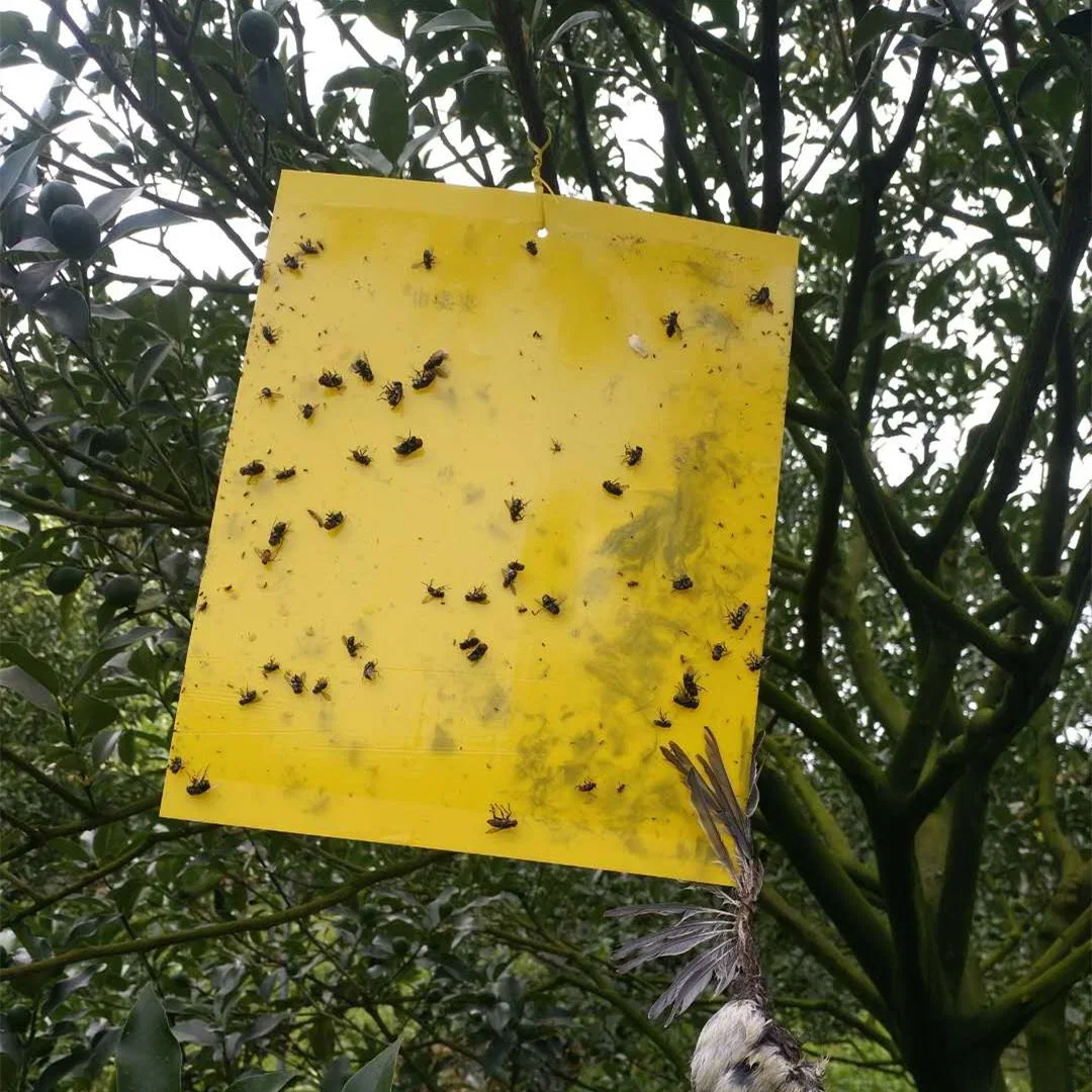 Mosquito Proof in Production Workshop Traps