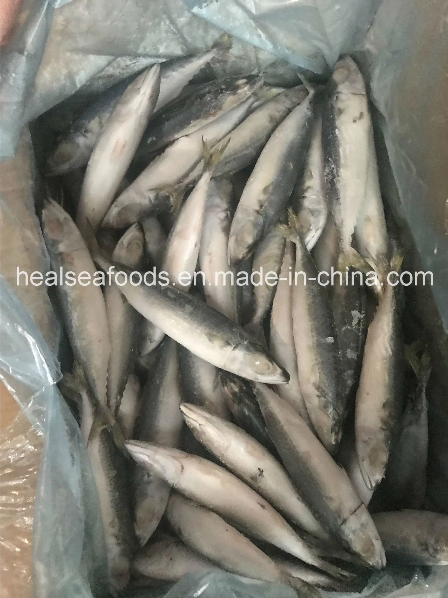 Supply IQF Frozen Pacific Mackerel for Malaysia Market