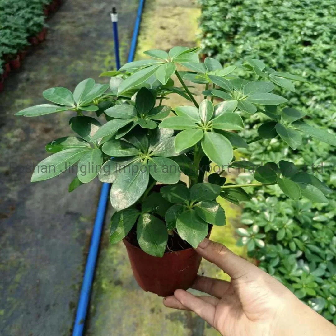 Planta de Paraguas en miniatura Schefflera Arboricola planta viva de árbol de Paraguas