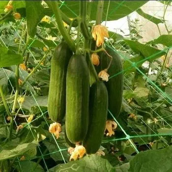 Anti UV 2m*1000m Plastic Cucumber Support Net Plant Trellis Freesias Net