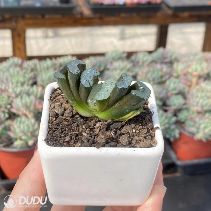 Dudu Pretty Elegans? 'potosina' Haworthia Natural Live Succulent