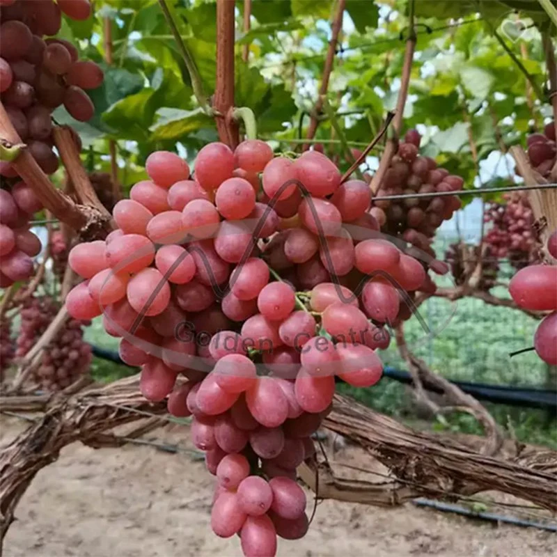 La máxima calidad Crimson Seedless Zapatos de uvas rojas