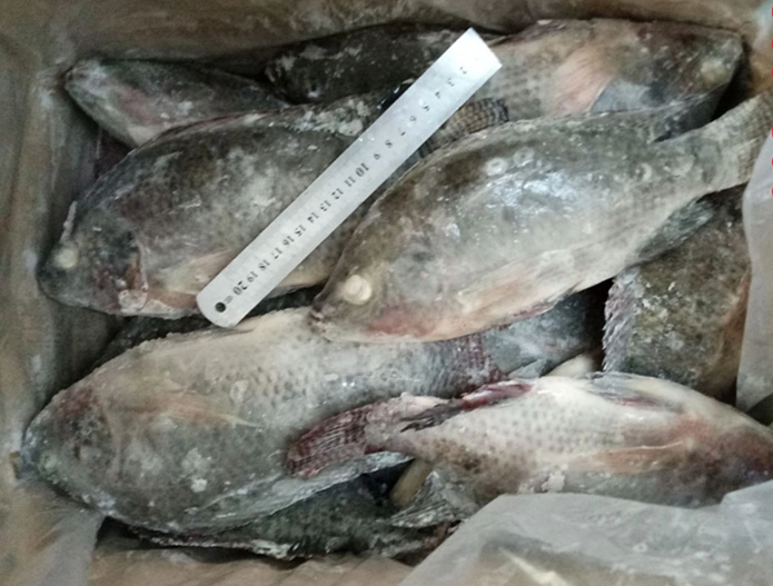 Wholesale/Supplier Price Seafood Black Tilapia Fish Fresh Frozen Whole Tilapia