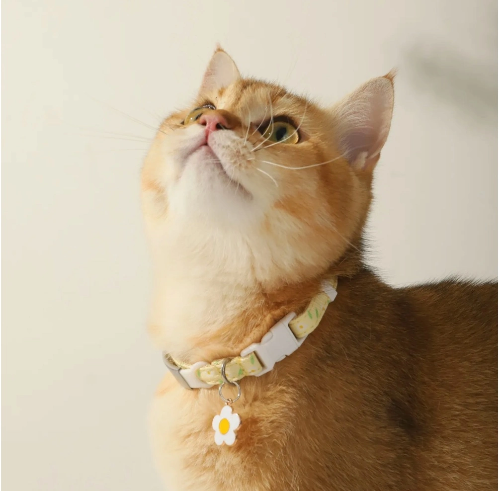 Venta en caliente Nylon Acero inoxidable etiqueta de collar de gato mascotas personalizadas Etiqueta de identificación Regalo de bricolaje etiqueta de mascota Collar