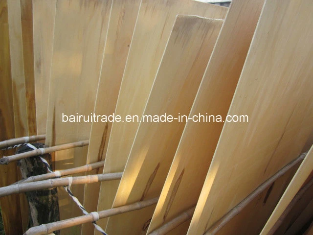 1.3mm 1270X840/640mm Poplar Core Veneer Poplar for Egypt Market