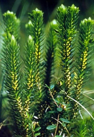 Zubehör natürliches Huperzine a für die Behandlung der Alzheimer-Krankheit