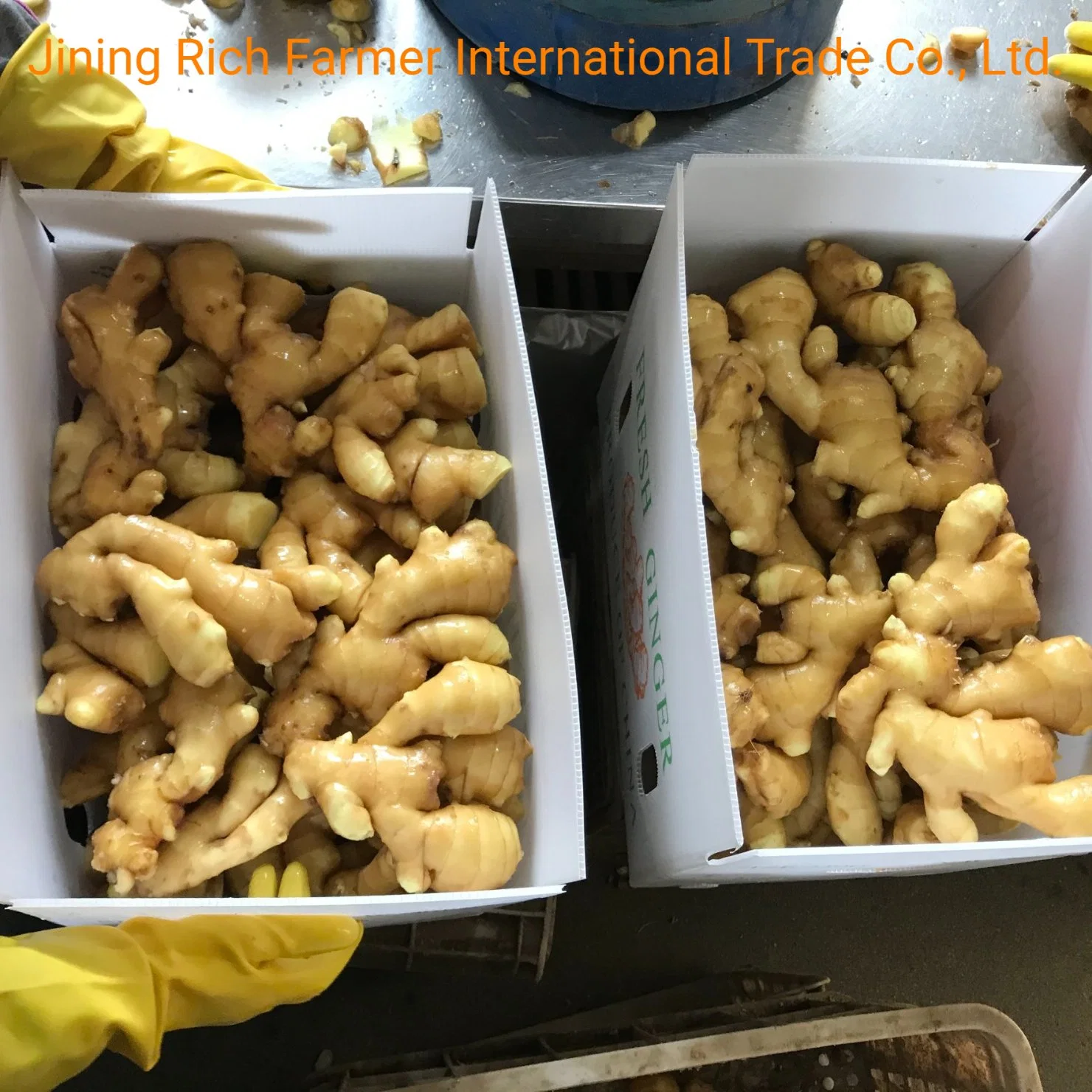 Best Hot Selling Ginger Wholesaler / Market Ginger Price