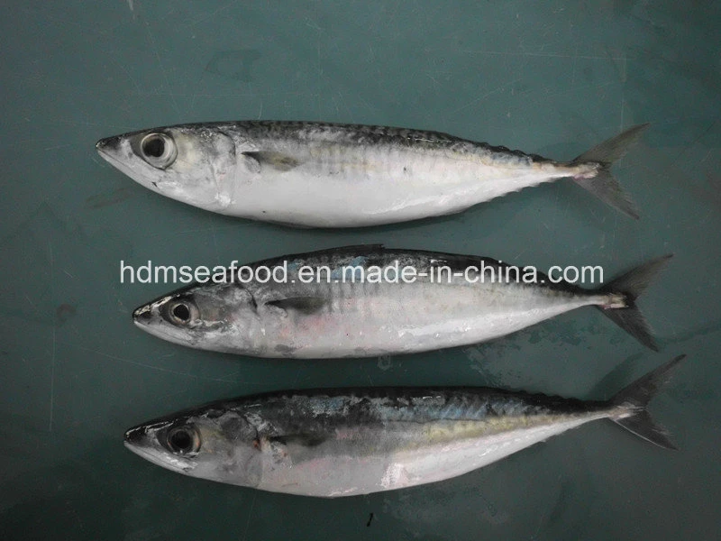 Frozen Seafood Mackerel Fish for Sale