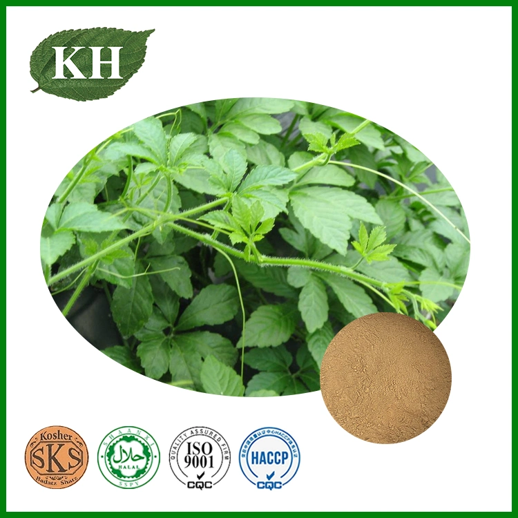 Chinese Herbal Gypenosides Gynostemma Extract