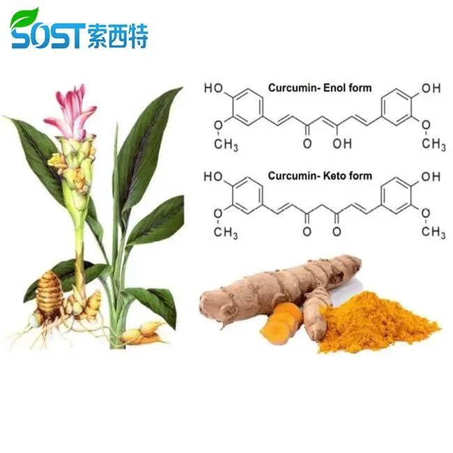 SOST China fabricante de raiz turmeric extrato 95% curcumin em pó