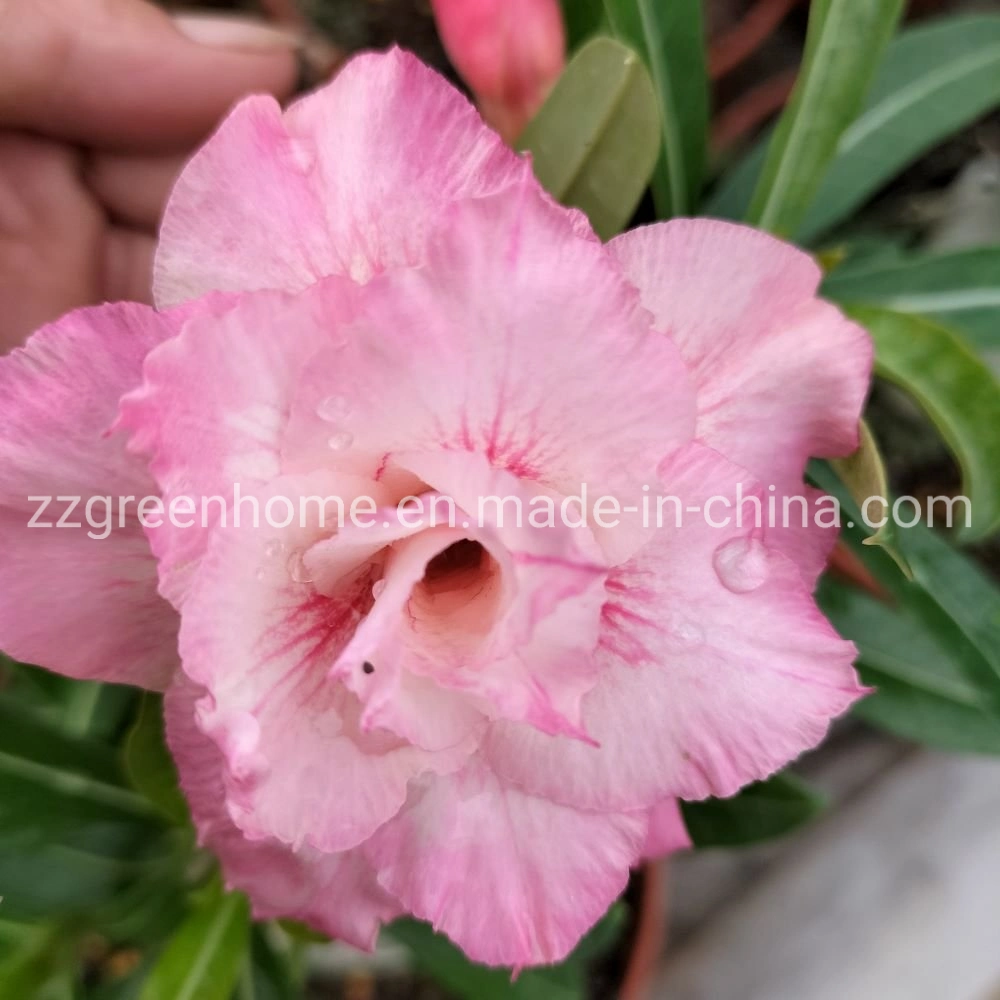 Live Desert Rose Natural Adenium Obesum Beautiful Flower