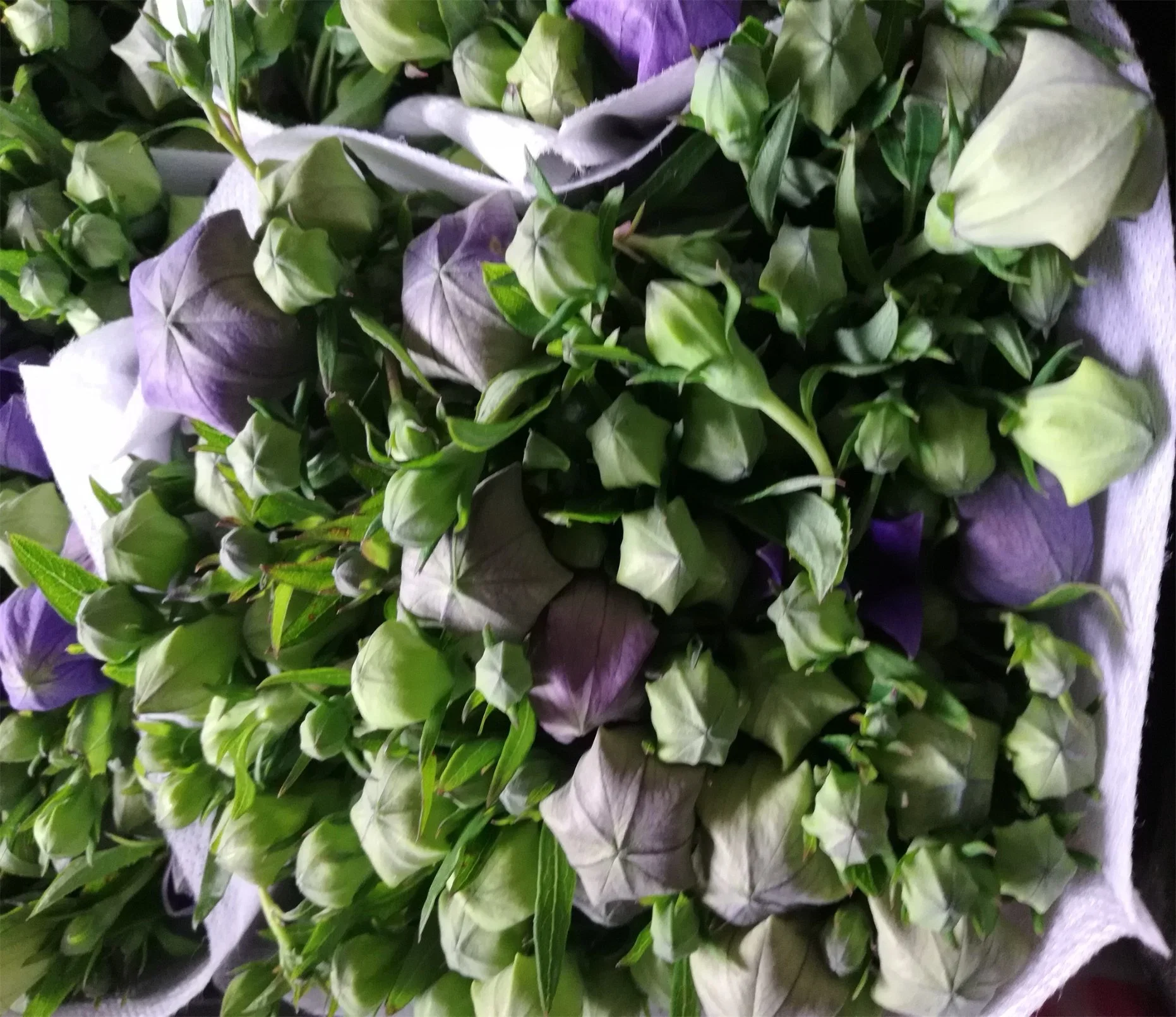 Decoración especial o regalos flores frescas cortadas, violeta, el chino Platycodon Grandiflorum