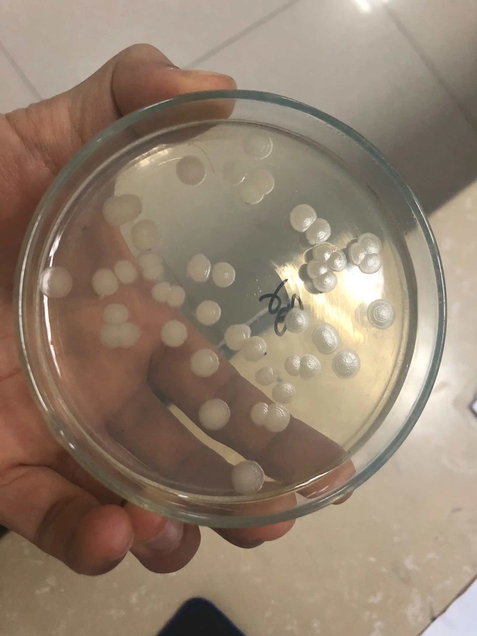 Bacillus Cereus pour l'utilisation d'engrais et de fongicides