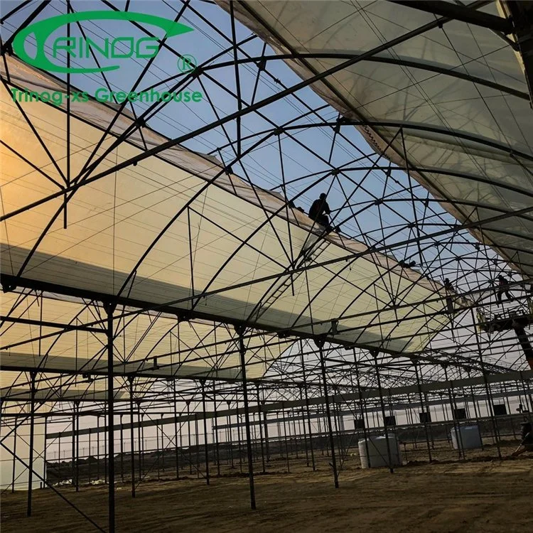 Agricultural Durable Multi-span Film Greenhouse with Side Vent and Roof Vent for Sale