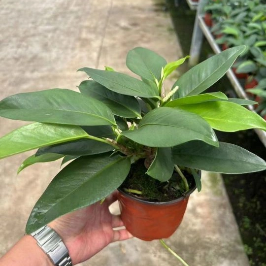 Anthuriim Scendens (AUbl.) Engl. Decorative Bonsai