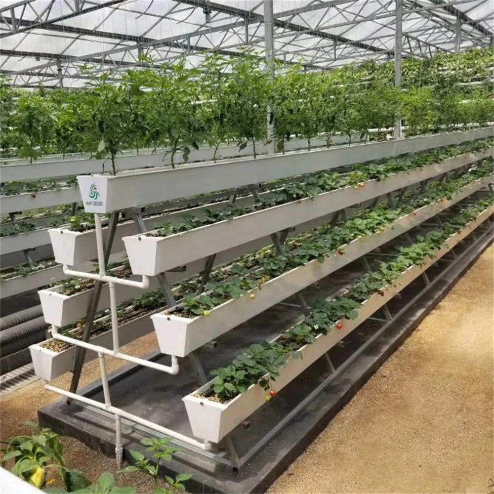 PVC Hydroponics System for Strawberry Cultivation with Strawberry Gutter