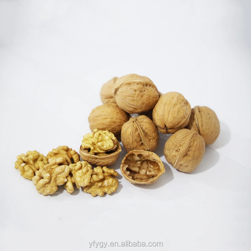 Excellent Quality Thin-Skin Raw Walnut with Shell in Bulk Wholesale/Supplier