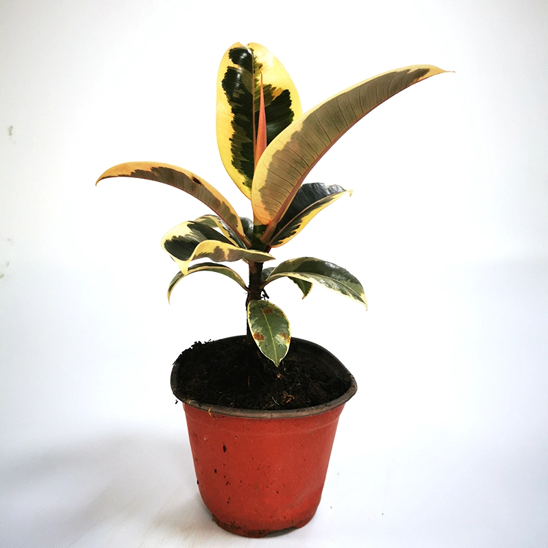 Wholesale/Supplier Cheap Ficus Tineke Plant Ficus Elastica &prime; Tineke&prime; Ficus Ruby Small Potted Plants Bonsai