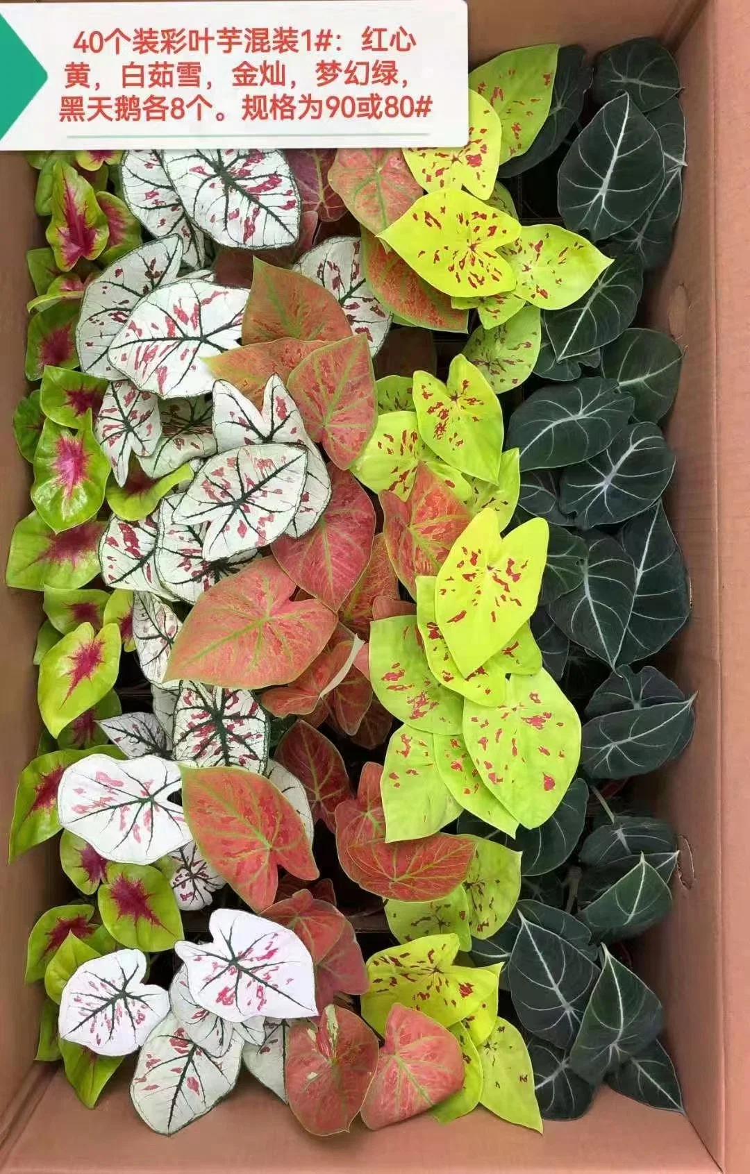 Caladium Bicolor Ait Vent Mix Color Ornamental Plant