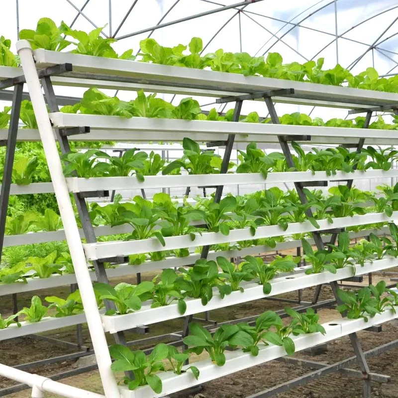 Film à usage commercial verre solaire serre avec ventilateur chaudière/déplacer le lit de semence/hydroponique Système de culture/irrigation