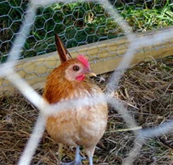 Hot Dipped Gal Chicken Wire Netting