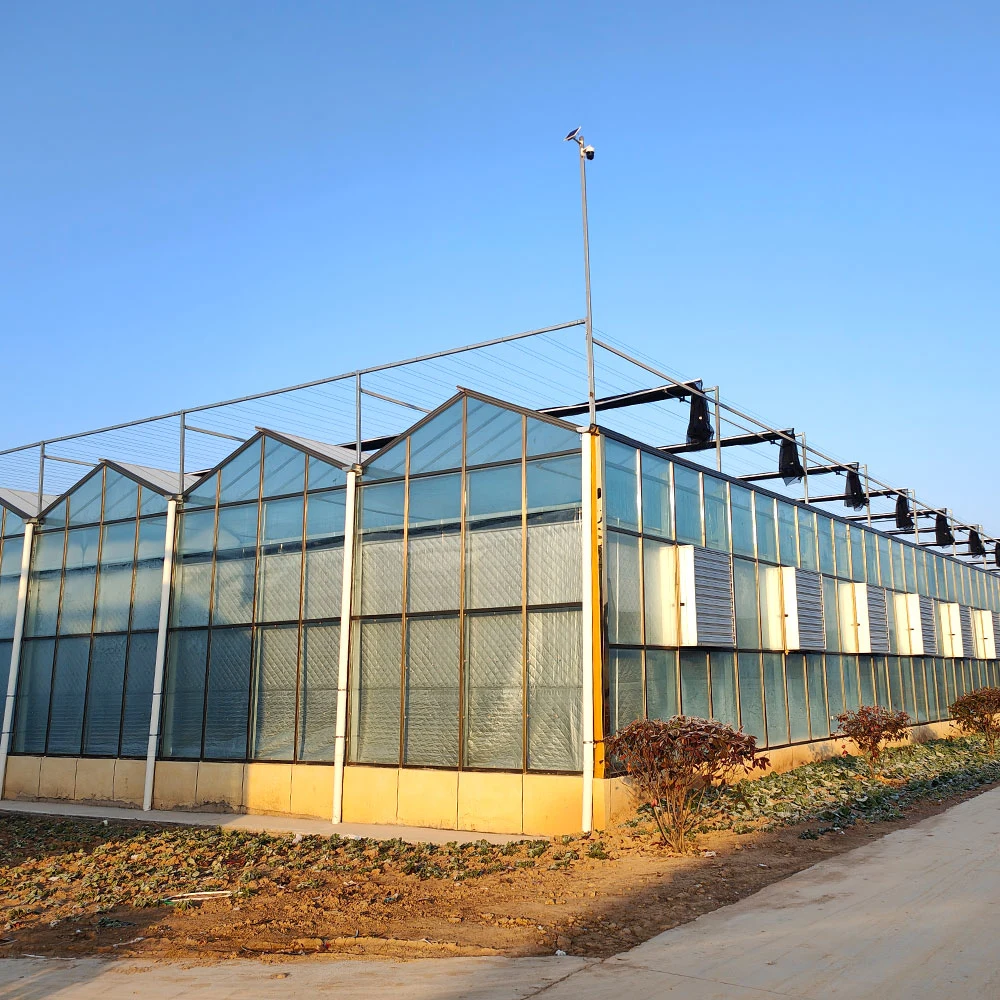 Film de verre Multi-Span Sunboard serre avec l'irrigation système hydroponique pour fraise/Strawberry/fleurs/tomate/Pepper chauffage du ventilateur