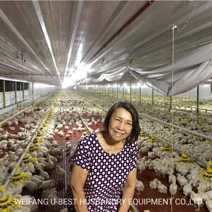 Diseño moderno estructura de acero hecho a punto Broiler Pollo aves Granja Cobertizo de la casa