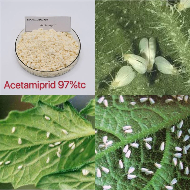 Systemic Insecticide Best Price Insecticide Acetamiprid 97%Tc