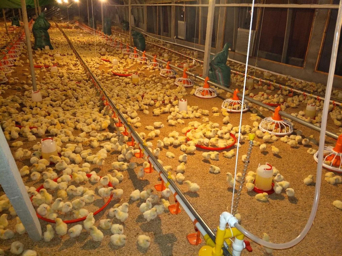 Automatic Chicken Drinking and Feeding System for Poultry House /Livestock Farms