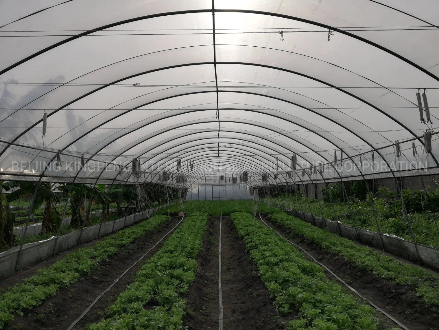 Single Span Tunnel Film Greenhouse with Single Layer Film for Lettuce/Spinach/Cerly