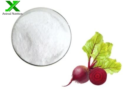 مصنع الجلسين Betaine مسحوق أمينو مواد تكميلية CAS 107-43-7