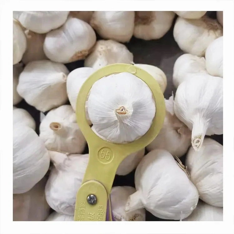 Good Price Fresh Garlic 5kg/Bag