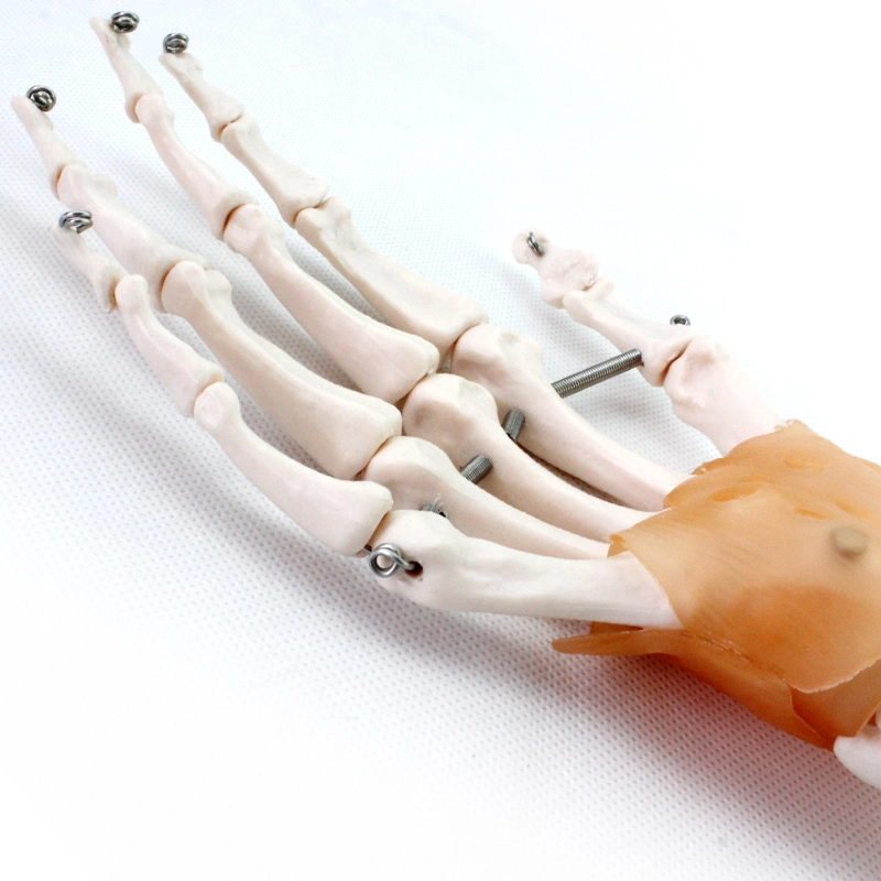 3D Models Life-Size PVC Ligaments Hand Joint for Hand Functionality