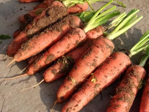 Nouvelle saison bonne qualité S M L Carrot frais