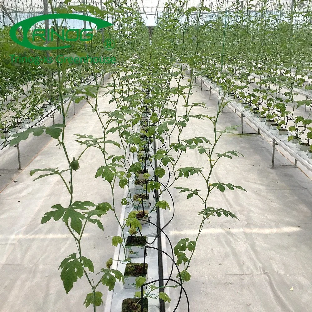 Econômico Novo Tipo de Filme Multi-Span cultivo agrícola o Sistema de hidroponia Green House para produtos hortícolas