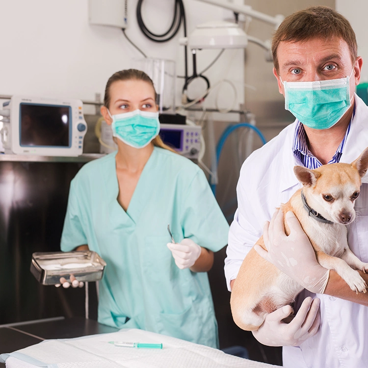 Operationstische Aus Edelstahl Manuelle Kontrolle Veterinärmedizinische Manuelle Bedienung Medizinische Geräte Für Haustiere